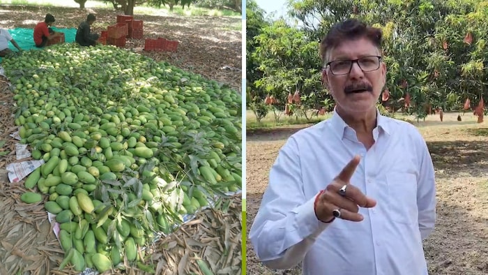 अवध आम उत्पादक बागवानी समिति मलिहाबाद के महासचिव उपेंद्र सिंह (Photo-Kisan Tak)