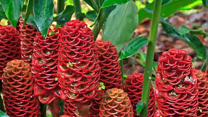 Shampoo Ginger Plant