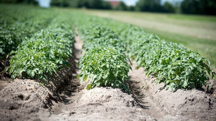 मौसम से पड़ सकता है मूंग की फसल पर असर