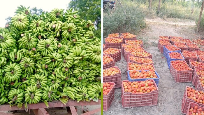 फलों एवं सब्जियों का निर्यात बढ़ाने की तैयारी (फोटो- किसान तक)