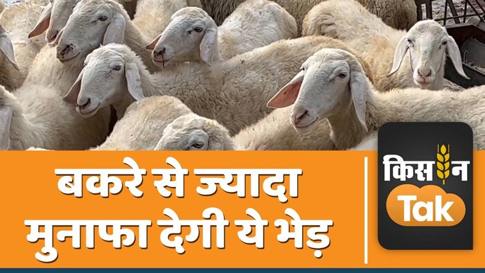 muzzaffarnagri sheep