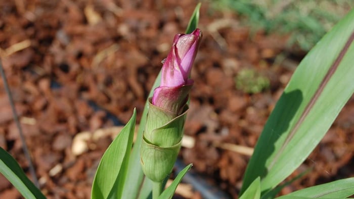 घर पर हल्दी उगाने के लिए रखना होगा धैर्य