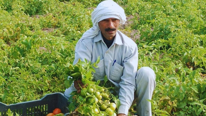 सब्जियों की खेती से हर साल लाखों रुपये कमा रहे दिलीप