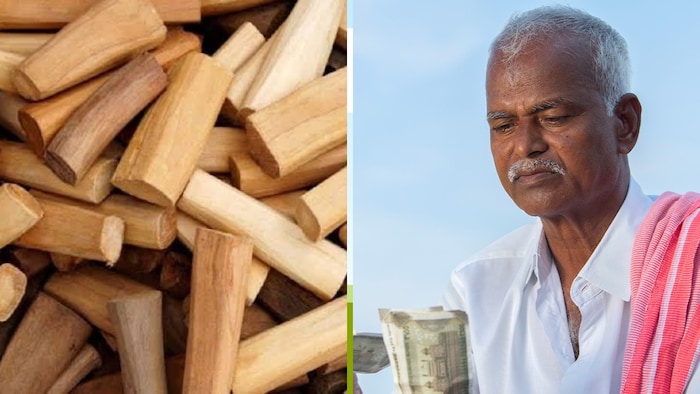 यूपी में सफेद चंदन की खेती का हब बनाने की तैयारी (Photo-Social Media)