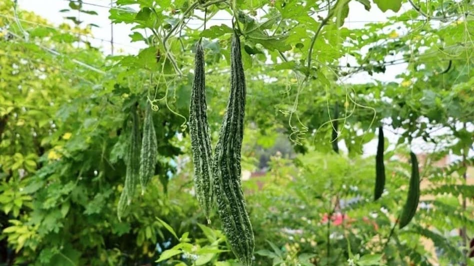 करेले की ये किस्म देगी बंपर पैदावार, सस्ते में यहां मिलेगा ऑनलाइन बीज करेले की ये किस्म देगी बंपर पैदावार, सस्ते में यहां मिलेगा ऑनलाइन बीज