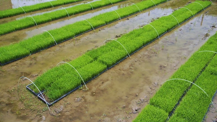 धान की नर्सरी