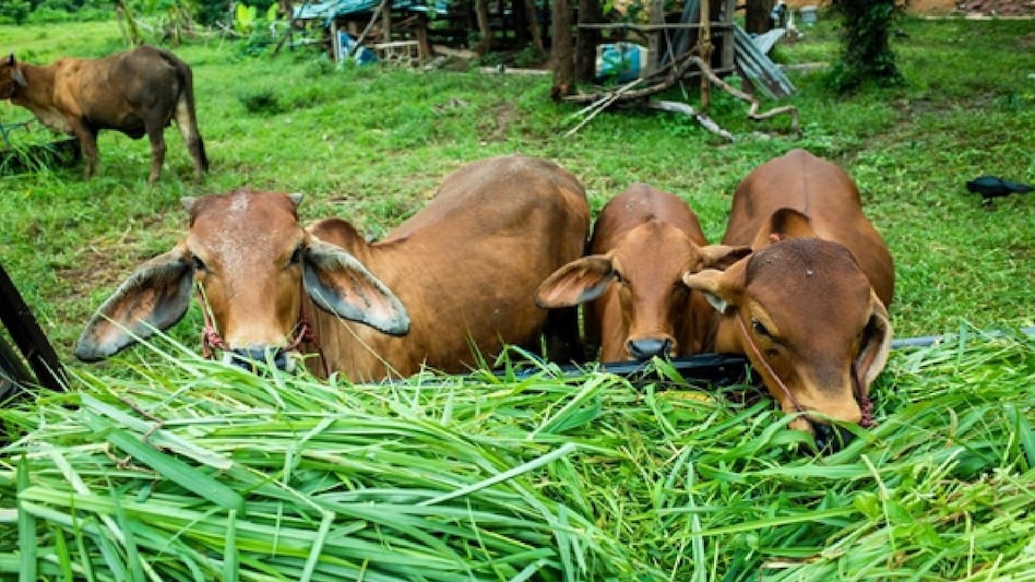 Milk and Calf: गाय-भैंस को रोजाना खाने में दें ये 3 चीजें, भरपूर देगी दूध, हेल्दी होगा बच्चा Milk and Calf: गाय-भैंस को रोजाना खाने में दें ये 3 चीजें, भरपूर देगी दूध, हेल्दी होगा बच्चा