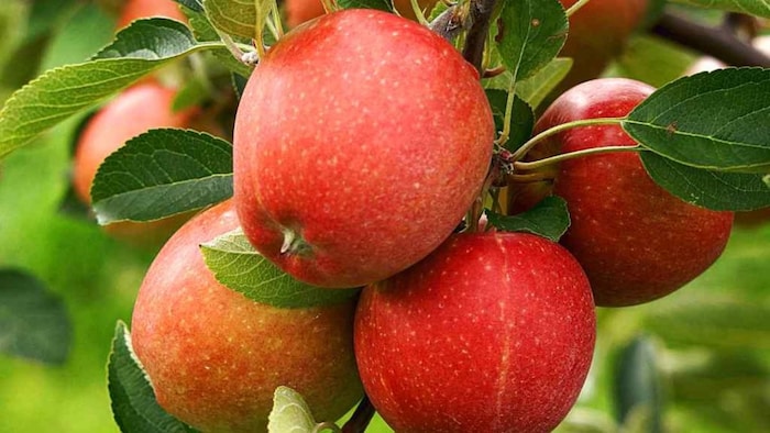 सेब की पैदावार