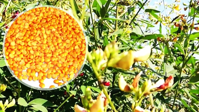 विश्व में तुअर दाल का सबसे बड़ा उत्पादक कौन है?