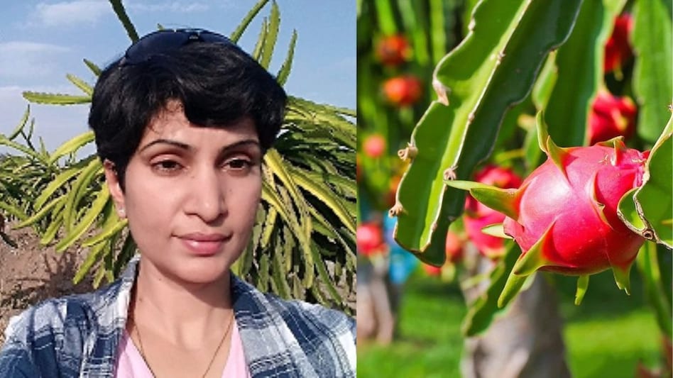 ड्रैगन फ्रूट की खेती सिखाती है यह महिला, ट्रेनिंग के बाद 100 किसानों की बढ़ी कमाई ड्रैगन फ्रूट की खेती सिखाती है यह महिला, ट्रेनिंग के बाद 100 किसानों की बढ़ी कमाई