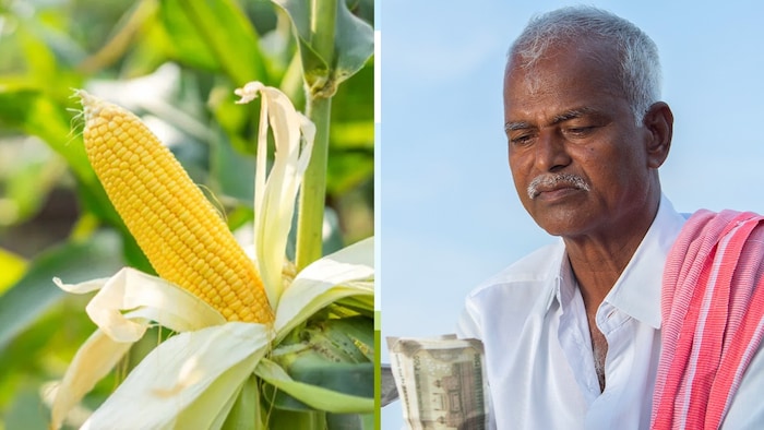 इथेनॉल, पशु-कुक्कुट आहार एवं औषधीय रूप में उपयोगी है मक्का- फोटो: सोशल मीडिया