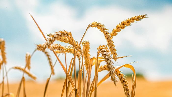 हिमाचल में खाली पड़े गेहूं खरीद केंद्र (प्रतीकात्मक तस्वीर)