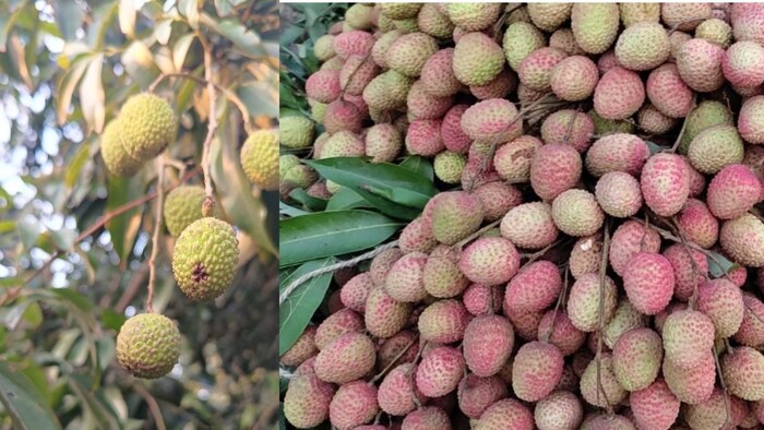 litchi fruit Bursting