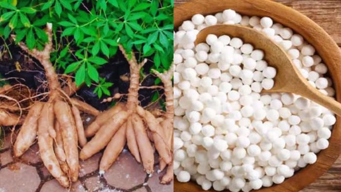 किस फसल से तैयार होता है साबूदाना