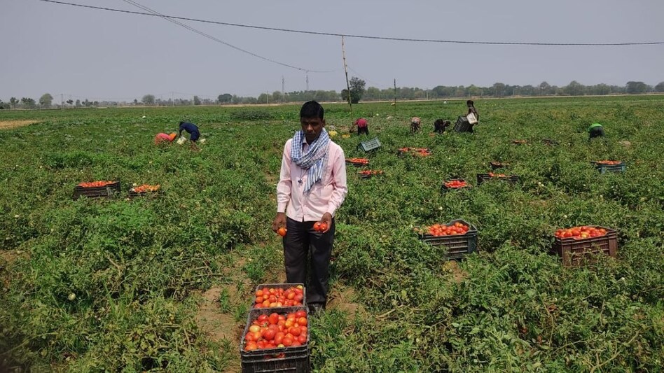 भारत पाकिस्तान की तल्खी के बीच पंजाब का टमाटर पिसा, जम्मू कश्मीर नहीं जा पा रही सप्लाई भारत पाकिस्तान की तल्खी के बीच पंजाब का टमाटर पिसा, जम्मू कश्मीर नहीं जा पा रही सप्लाई