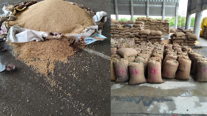 बारिश से उपज बर्बाद