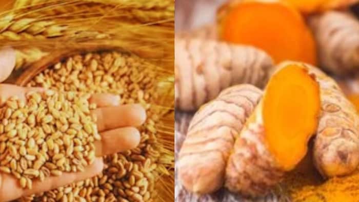 Himachal Natural Produce Purchase Registration Drive