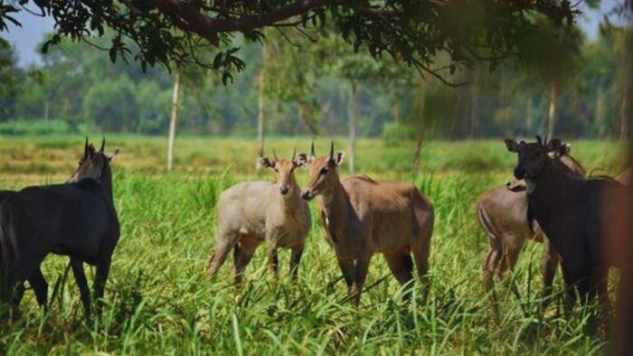 nilgai control bihar