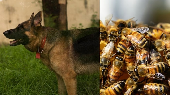 रोलो को पूरे सैन्य सम्मान के साथ दी गई अंतिम विदाई