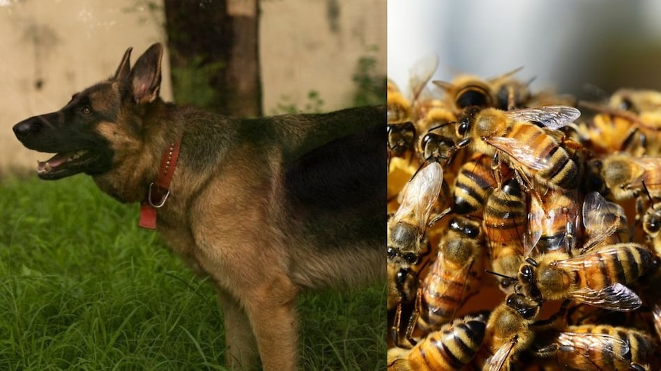 मधुमक्खियों ने 200 बार किया CRPF के डॉग रोलो पर हमला, तड़प-तड़प कर तोड़ा दम  मधुमक्खियों ने 200 बार किया CRPF के डॉग रोलो पर हमला, तड़प-तड़प कर तोड़ा दम