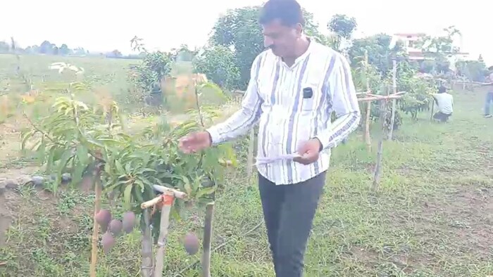 narsinghpur farmer orchard mango varieties