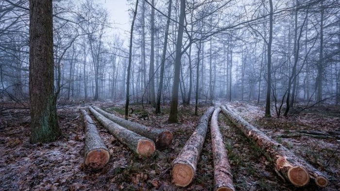 New decision of Forest Corporation in Himachal