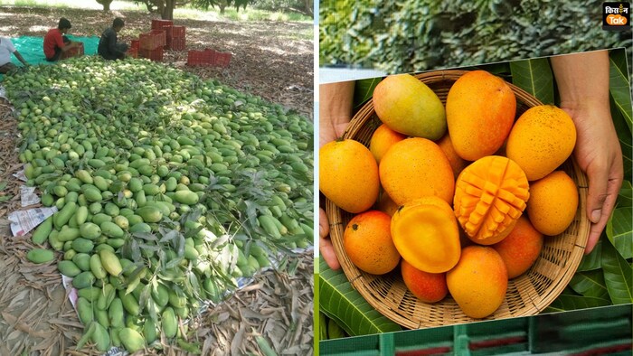 उत्तर प्रदेश में इस साल आम की फसल का आकार अच्छा है. (Photo-Kisan Tak)