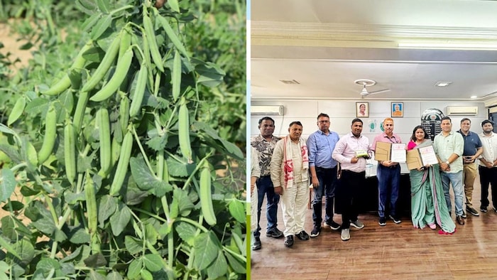 बंपर पैदावार वाली मटर की अगेती किस्म काशी पूर्वी (Photo-Social Media)