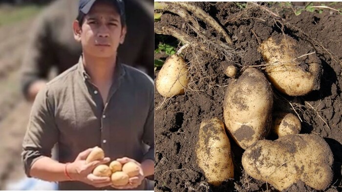 आलू की खेती करके करोड़ों कमा रहे हैं प्रियंक