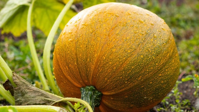 जून में आसानी से उगाया जा सकता है कद्दू