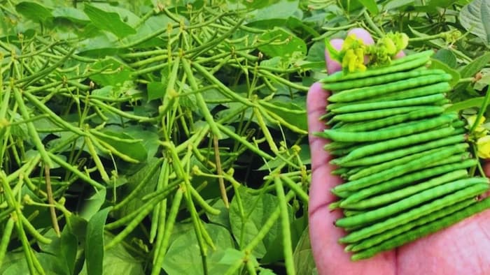 मूंग की खेती