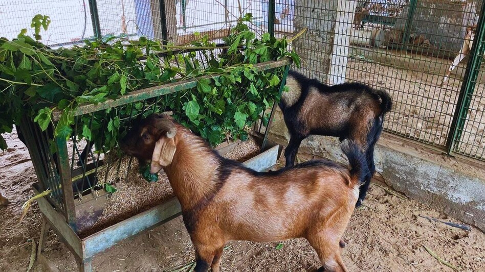 Bakrid: बकरीद पर कुर्बानी के लिए सोनपरी बकरों की भी हो रही डिमांड, जानें खासियत Bakrid: बकरीद पर कुर्बानी के लिए सोनपरी बकरों की भी हो रही डिमांड, जानें खासियत