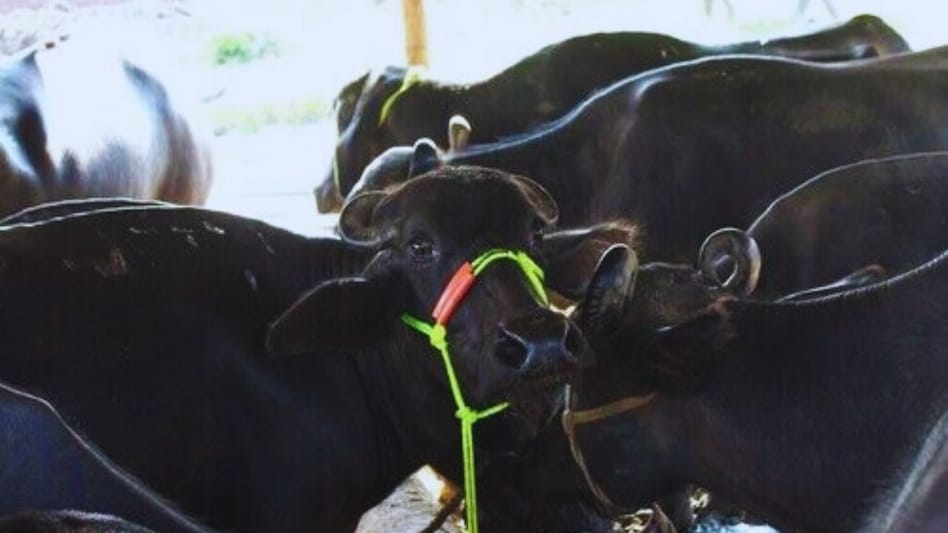 Animal Diet: गर्भपात समेत गाय-भैंस को कई बड़ी बीमारियों से बचाती हैं ये दो खुराक, पढ़ें डिटेल  Animal Diet: गर्भपात समेत गाय-भैंस को कई बड़ी बीमारियों से बचाती हैं ये दो खुराक, पढ़ें डिटेल