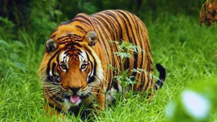 किसान की बाघ ने ली जान