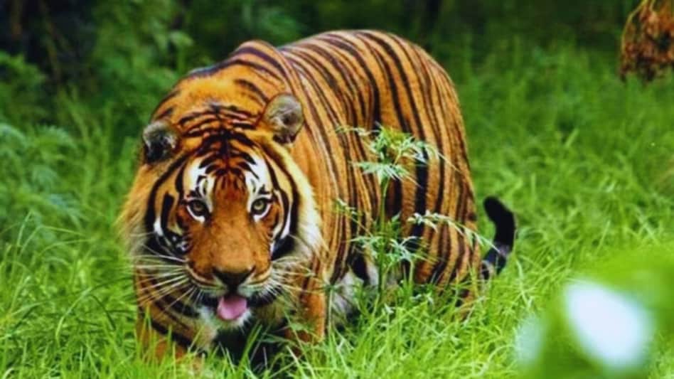 गन्ने के खेत में सिंचाई करते किसान की बाघ ने ली जान, 5 दिन में हमले की दूसरी घटना गन्ने के खेत में सिंचाई करते किसान की बाघ ने ली जान, 5 दिन में हमले की दूसरी घटना