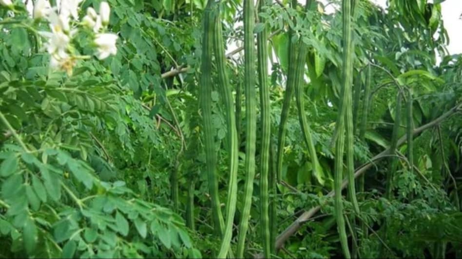 Green Fodder Moringa: जून में लगाया तो पूरे साल भेड़-बकरी खाएंगी ये हरा चारा, जानें डिटेल  Green Fodder Moringa: जून में लगाया तो पूरे साल भेड़-बकरी खाएंगी ये हरा चारा, जानें डिटेल