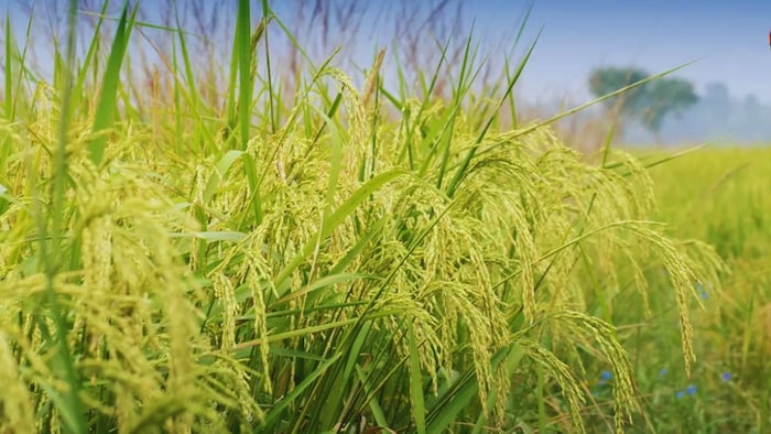 धान की खेती