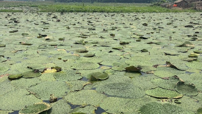 Do fish farming along with Makhana cultivation