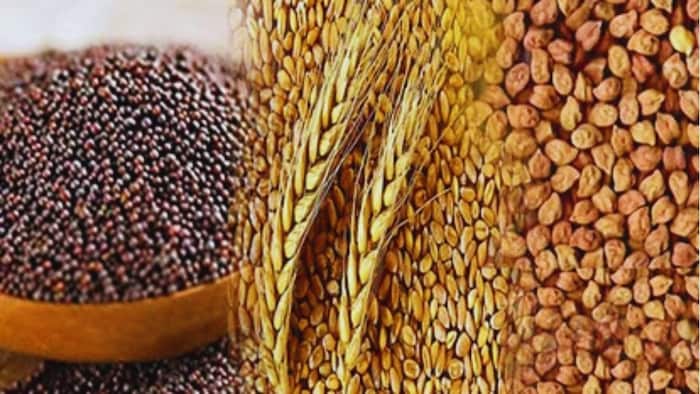 रबी फसलों की बंपर बुवाई