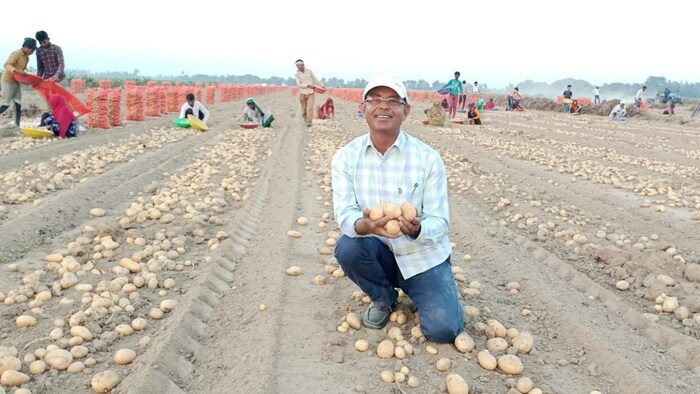 इसका आलू उत्पादक किसानों को काफी मिलेगा (Photo-Social Media)