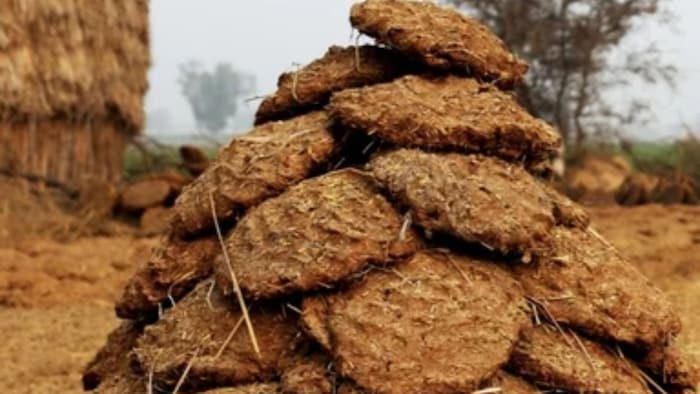 Desi cow dung is in demand abroad