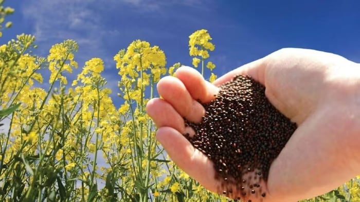 mustard yield per hectare