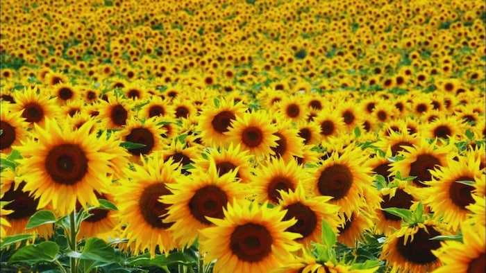 haryana sunflower Procurement