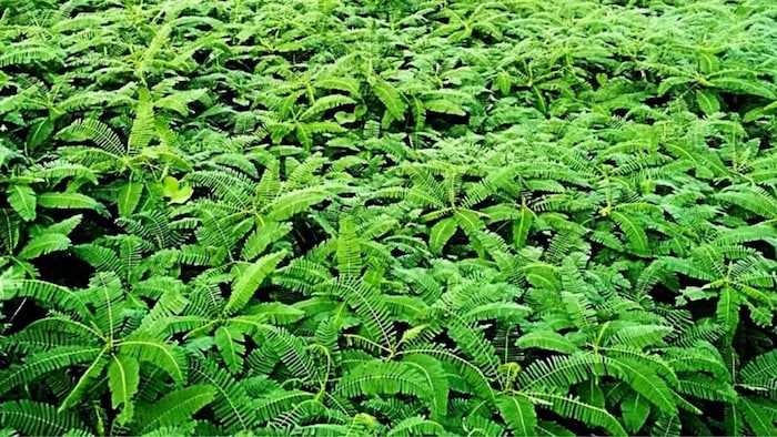 Benefits of Green Manure