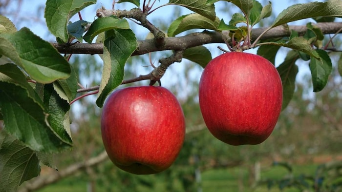 Apple Turkey Kashmir