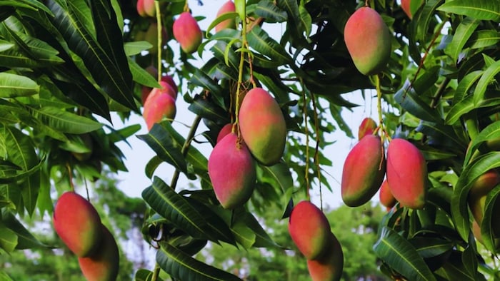 अंबिका आम