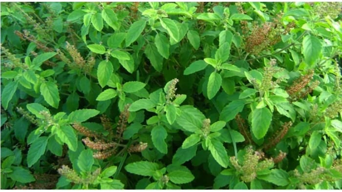 Tulsi Cultivation Tips