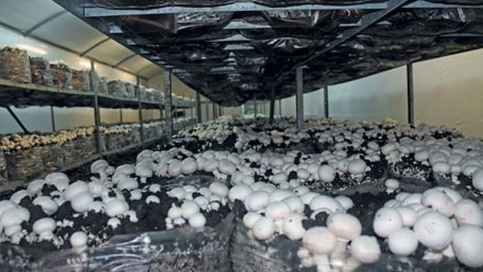 Mushroom Farming