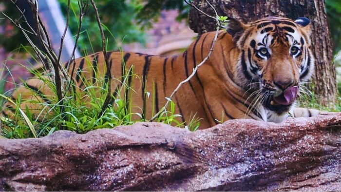 किसान को बाघ ने बनाया निवाला