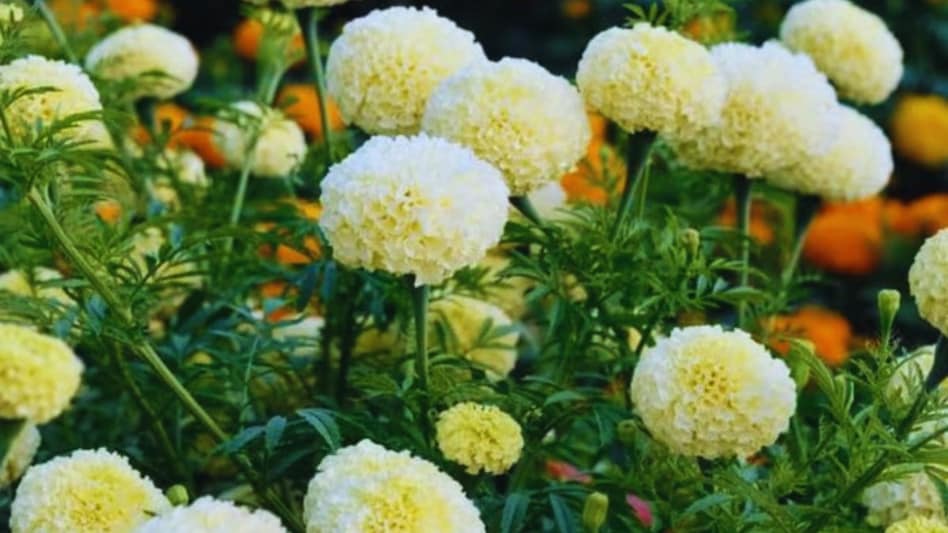 गर्मी में खेती और कमाई दोनों के लिए बेस्ट है सफेद गेंदा, सस्ते में यहां से खरीदें बीज गर्मी में खेती और कमाई दोनों के लिए बेस्ट है सफेद गेंदा, सस्ते में यहां से खरीदें बीज